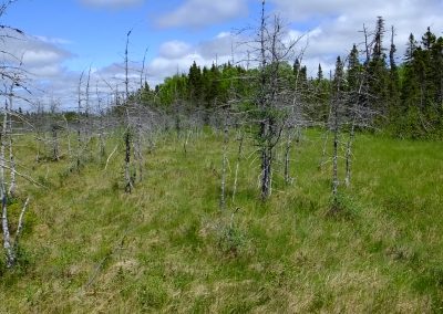 Newfoundland Forest