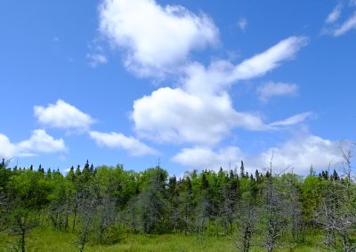 Newfoundland Forest