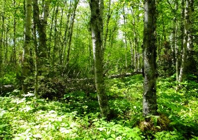 Newfoundland Forest