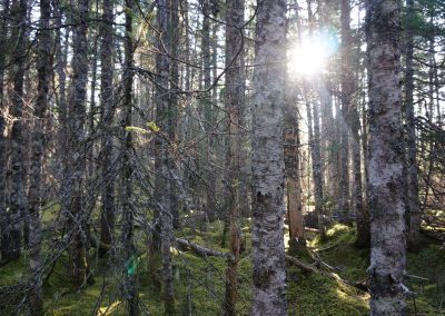 Newfoundland Forest
