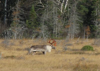 Caribou