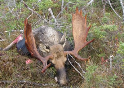 Moose Hunting