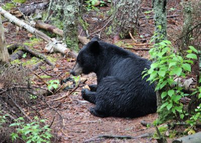 Bear Hunter