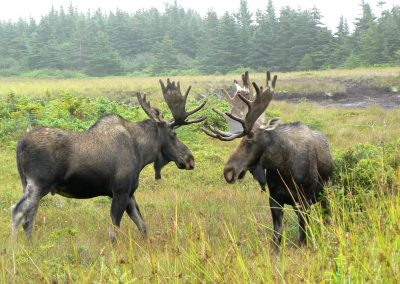 Newfoundland Moose Squaring Off