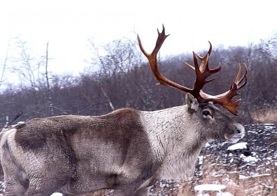 Caribou